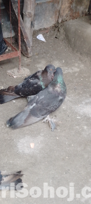 কবুতর